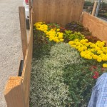 Flowers from a previous Scout plant sale. (Submitted by Lisa Krecklow)